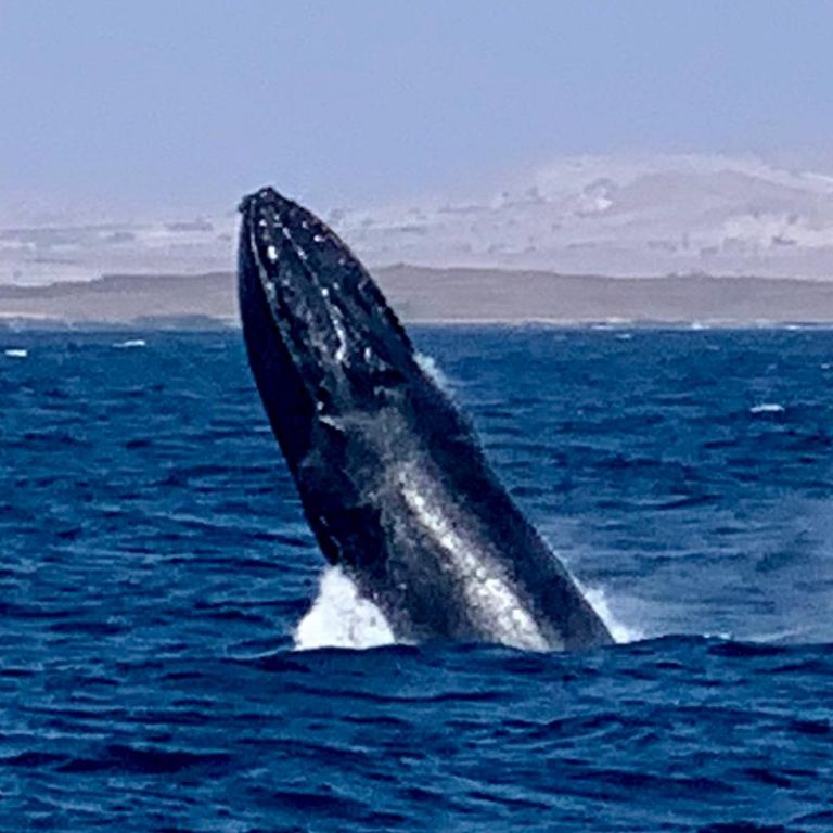 Big whale of fishing holidays and trips Cape Verde